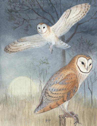 Moon Rise--Barn Owls in Shop